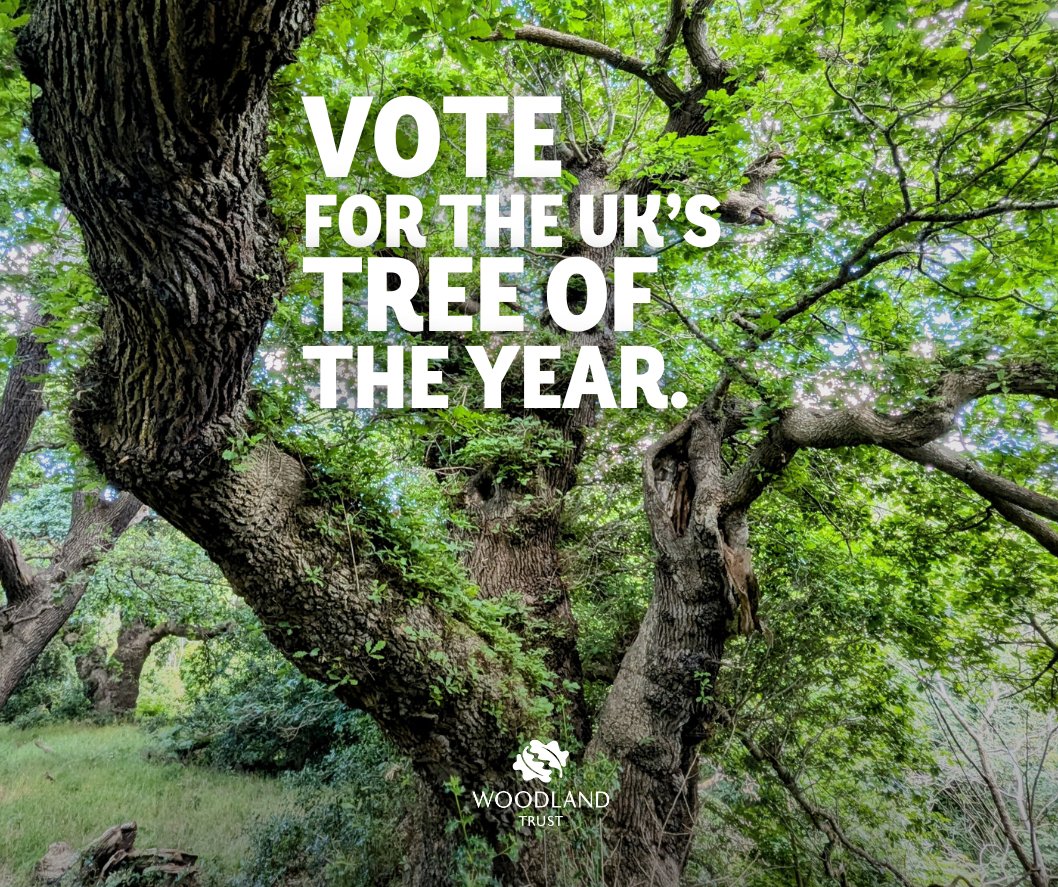 The Woodland Trust Tree of the Year: Honouring Our Natural Giants - JAA