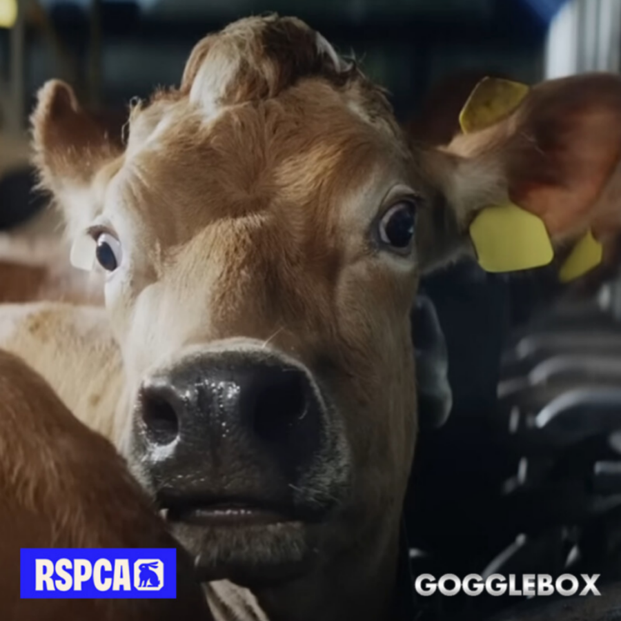 Close-up of a wide-eyed brown cow with yellow ear tags in a dark barn; RSPCA and Gogglebox logos appear below. This is a still from the RSPCA TV ad.