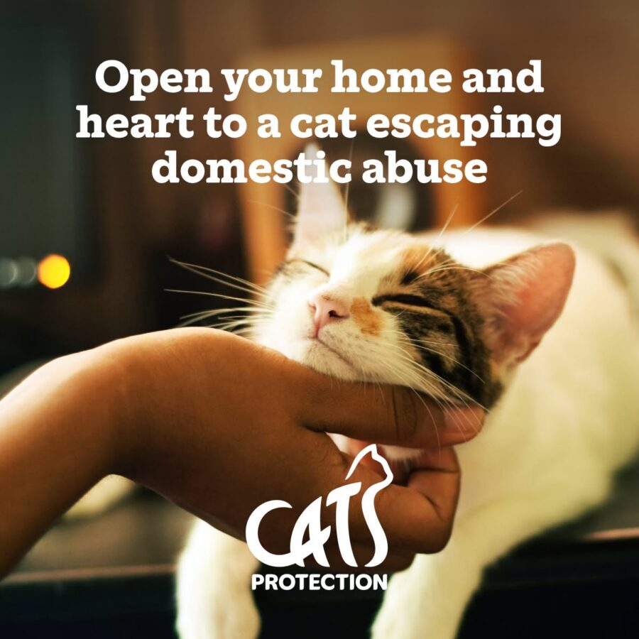 A relaxed tabby-and-white cat rests against a person’s hand beneath text urging people to shelter cats escaping domestic abuse; warm, compassionate appeal.