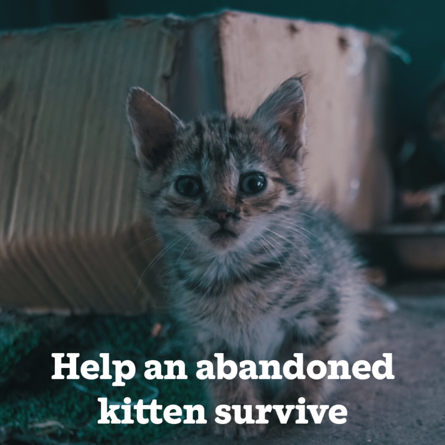 a kitten looks lost and helpless