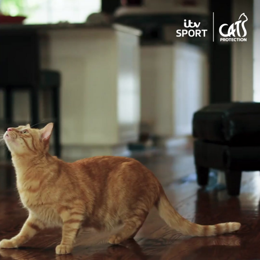 An alert orange tabby cat stretches across a wooden floor, gazing upward in a bright living room; ITV Sport and Cat Protection logos appear above.