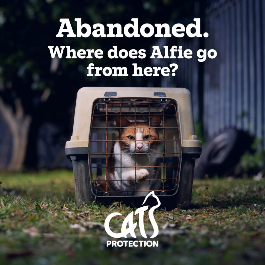 Cats Protection ad