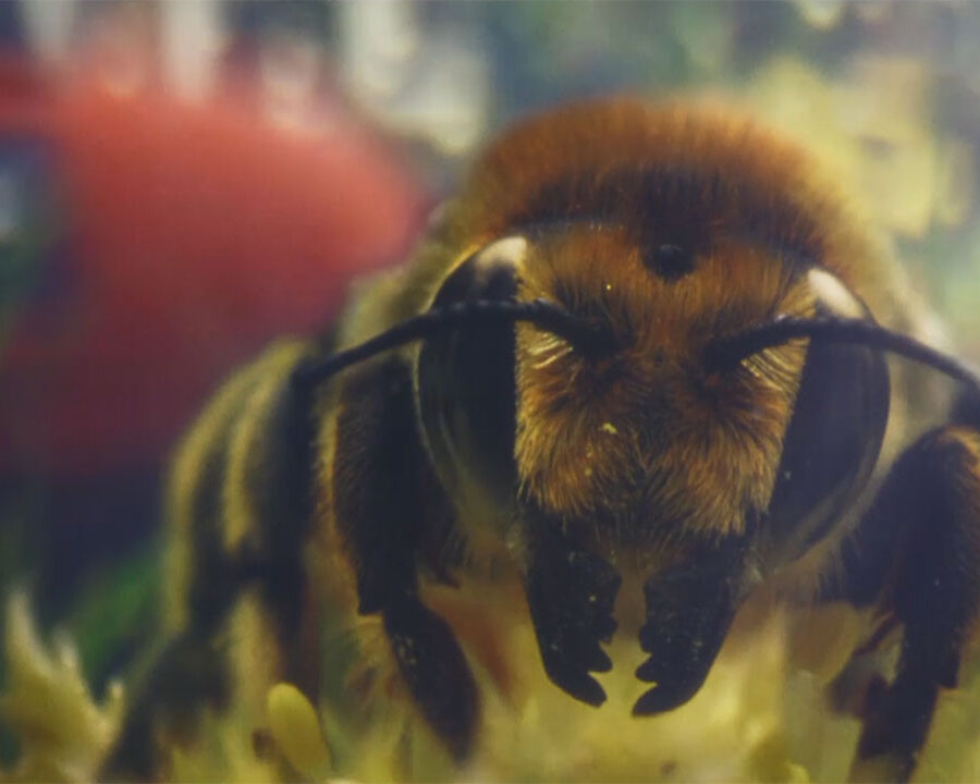 A close up shot of a bumblebee about to be run over by a lawnmower, a still from the RSPCA's TV ad, For Every Kind.