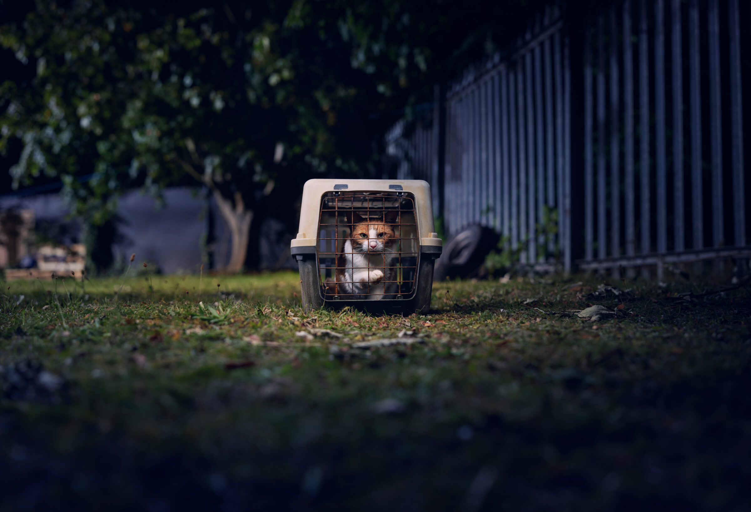A white and ginger cat is peer out of a cat carry basket