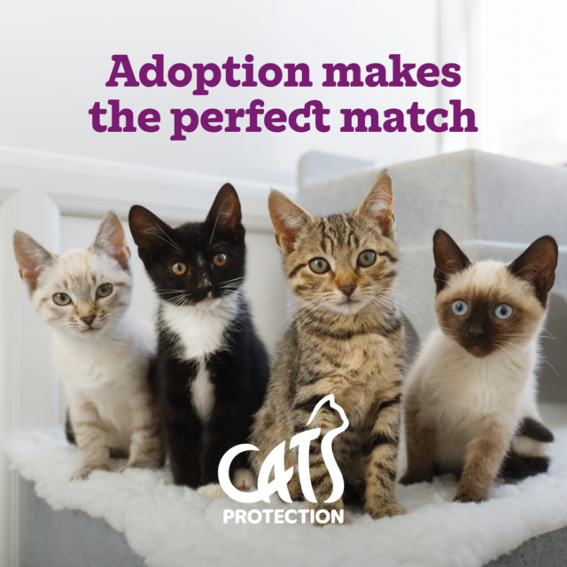 Four kittens—a cream tabby, black-and-white kitten, brown tabby, and blue-eyed Siamese—sit together beneath “Adoption makes the perfect match” and a Cats Protection logo, conveying a warm, hopeful message.
