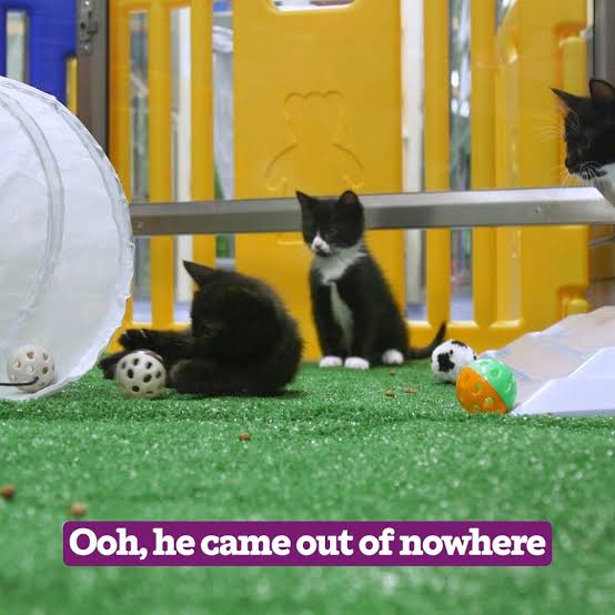 Still from a Cats Protection ITVX Pause Ad. Three black-and-white kittens sit on green turf with scattered toy balls in a bright yellow playpen; one looks alert, while the caption reads, “Ooh, he came out of nowhere.”