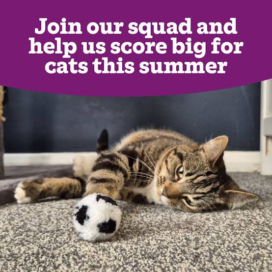 A playful tabby cat lies beside a black-and-white soccer ball beneath a purple banner urging people to join a summer fundraising squad for cats.